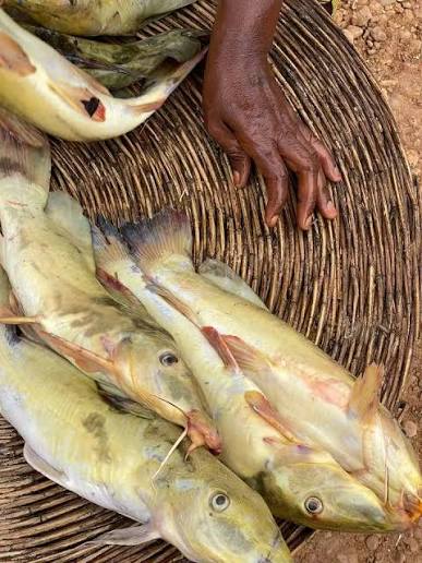 River Benue Fresh Fish